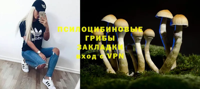 где найти наркотики  Морозовск  Галлюциногенные грибы Psilocybine cubensis 